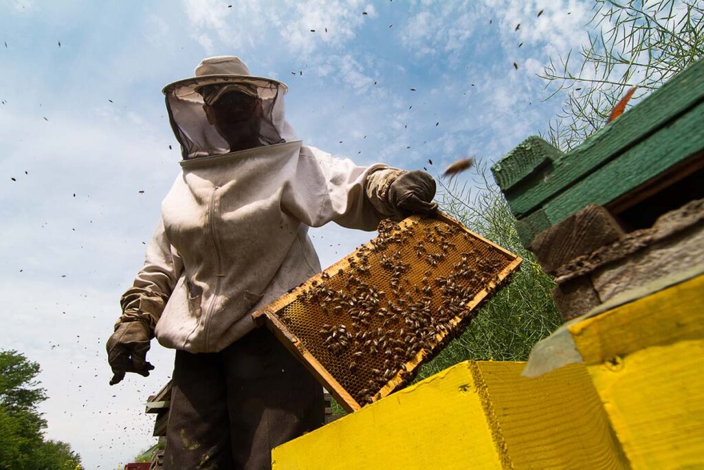 beekeeper working
